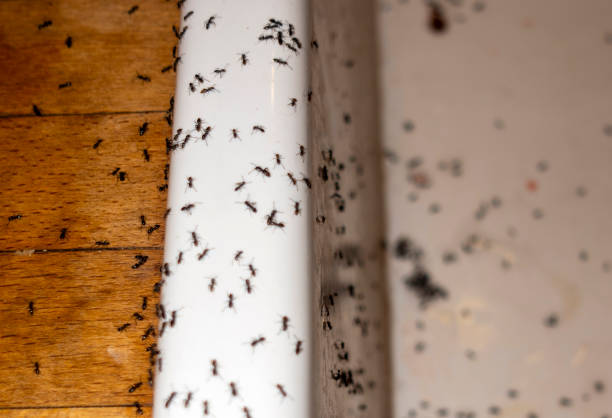 Best Pest Control for Homes  in Brecksville, OH