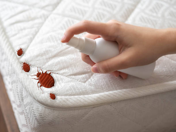 Best Wasp Removal Services  in Brecksville, OH